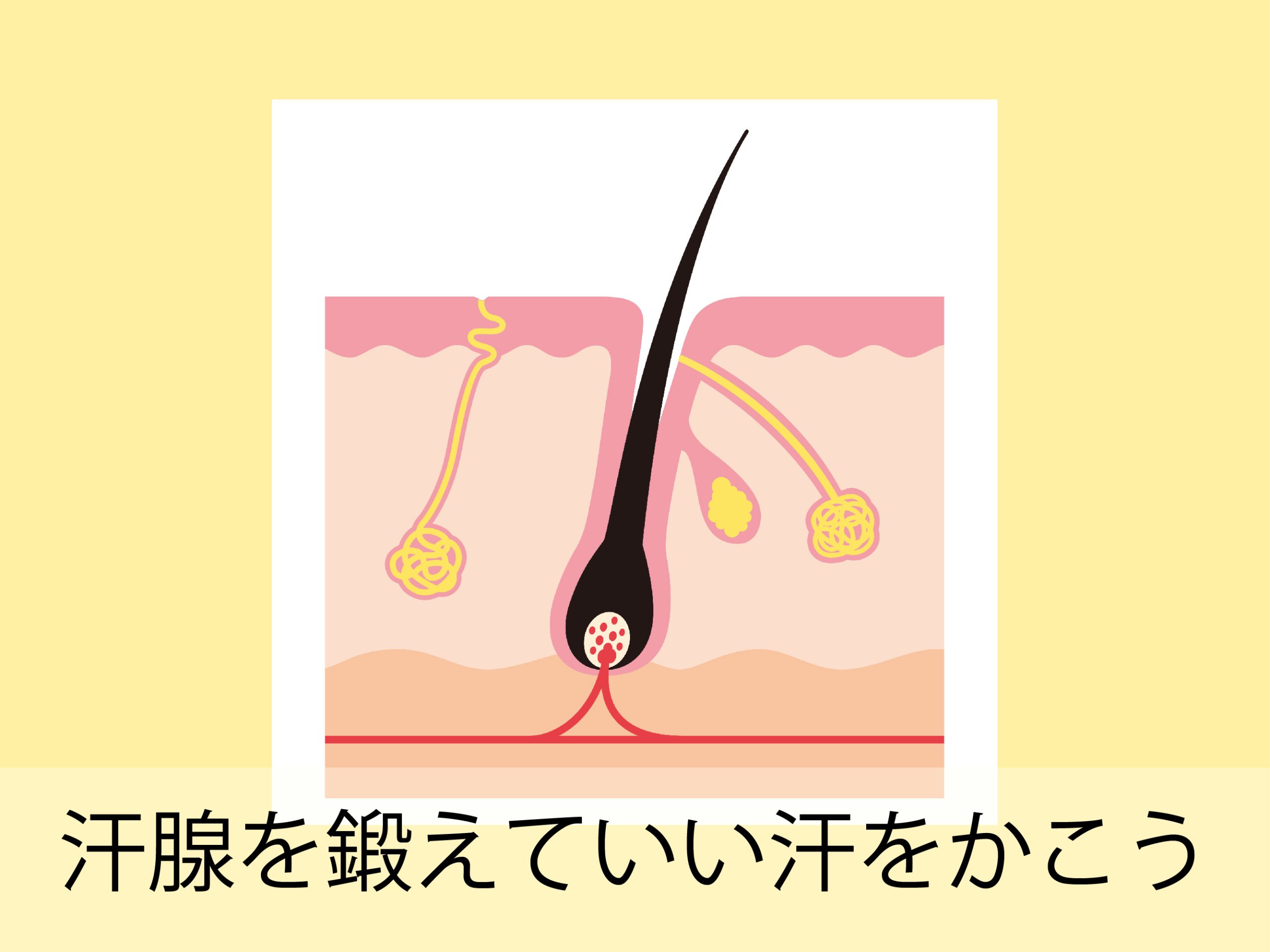 汗腺を鍛えていい汗をかこう